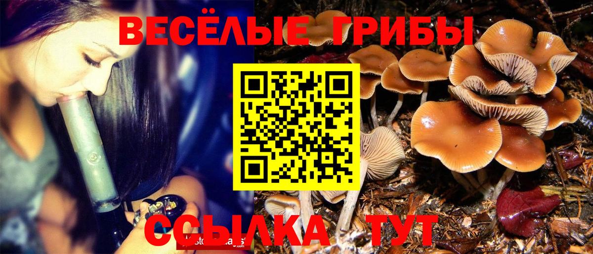 Галлюциногенные грибы мицелий  Галлюциногенные грибы Psilocybine cubensis  Вход с VPN  Мегион 